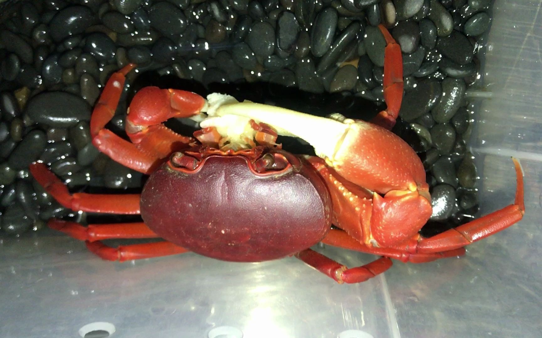 【越南勾手蟹| 25】helios吃香蕉