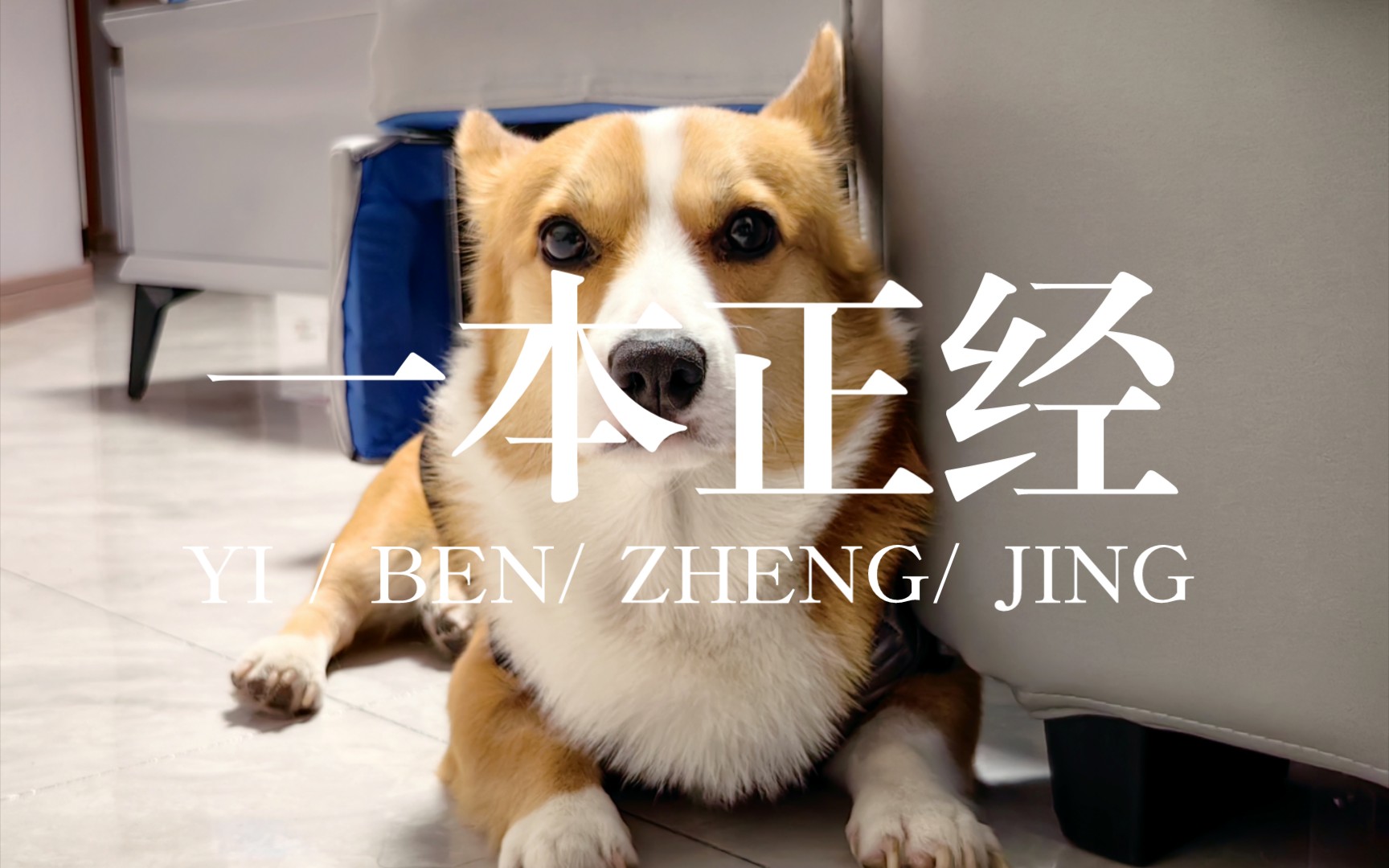 今天做一只一本正经的小狗狗