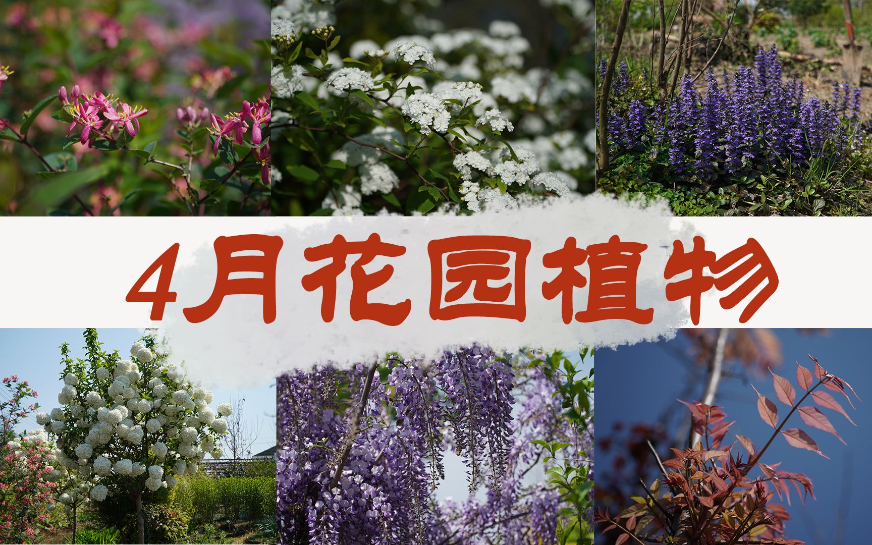 [图]#笠歌花园 笠歌4月花园植物推荐：笑靥花（重瓣李叶绣线菊）、木绣球、欧洲木绣球、丰花紫藤、蓝叶忍冬、锦鸡儿、虾夷葱、筋骨草、金叶金丝桃、赤胫散、木通、火烈鸟香椿