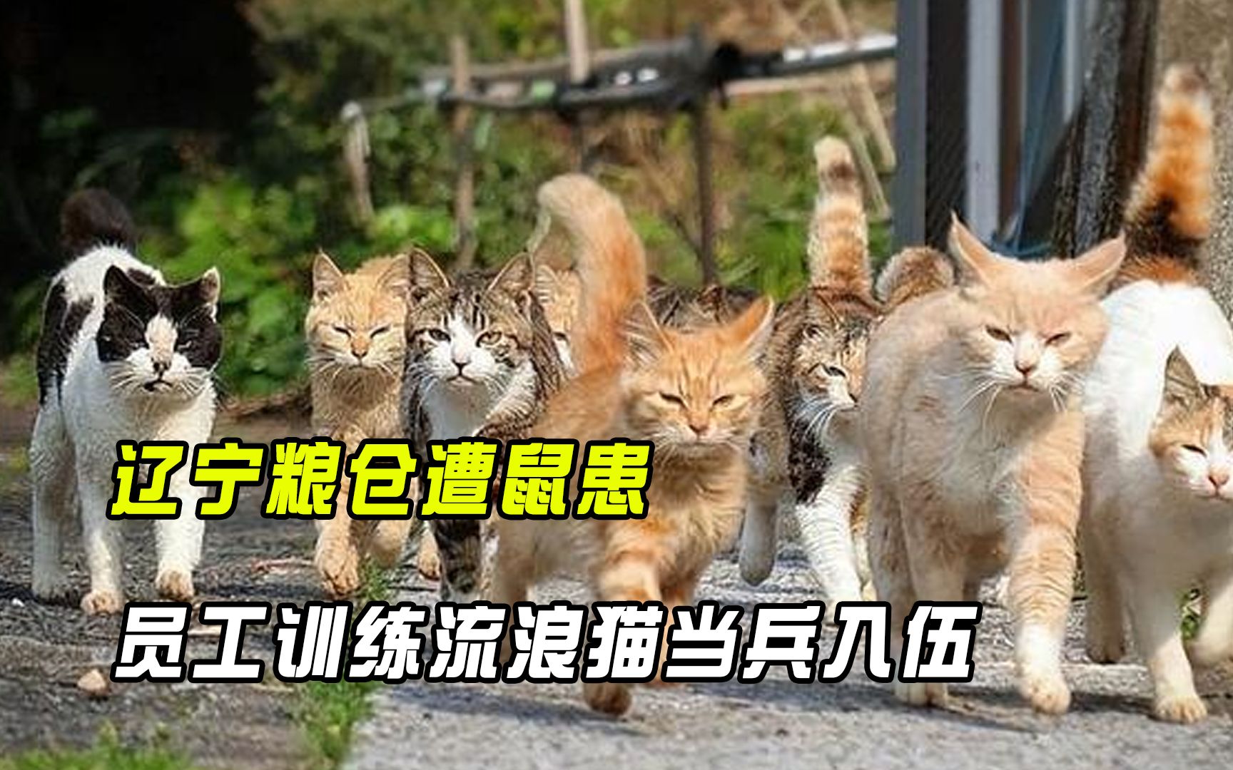 辽宁粮仓遭鼠患,员工训练流浪猫当兵入伍,厂内上演猫鼠大战哔哩哔哩bilibili