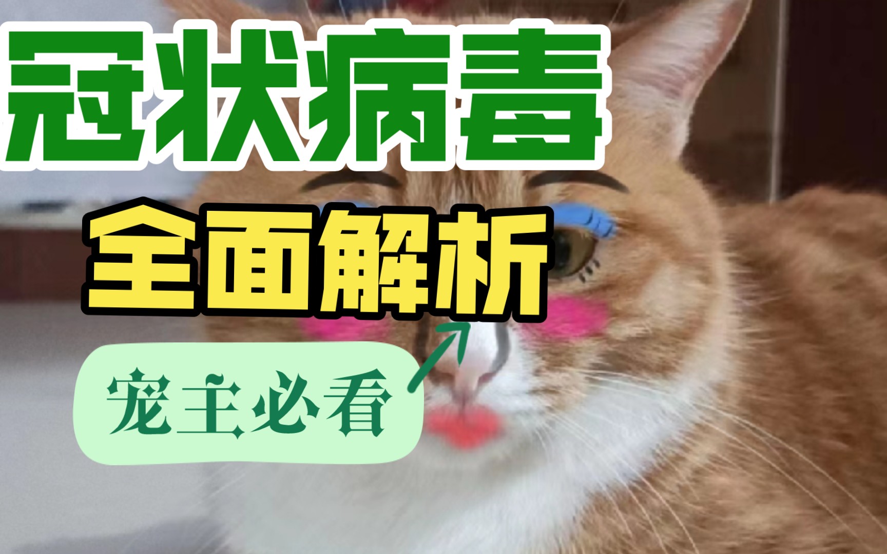 猫咪患上冠状病毒?别怕,这里教你如何应对!哔哩哔哩bilibili