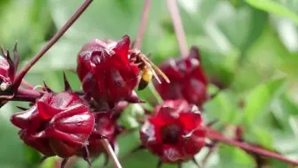 林檎 No 37来种洛神花吧 五个月后就可以做洛神花蜜饯和花茶了 哔哩哔哩 Bilibili