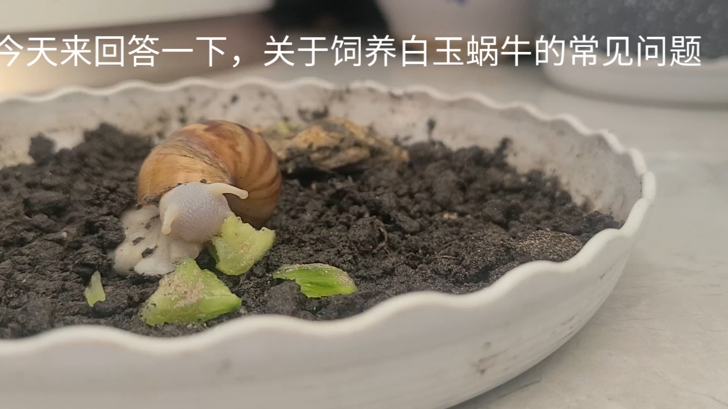 饲养白玉蜗牛常见问题解答