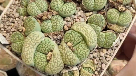 生石花,早期岛田种源的孔雀石