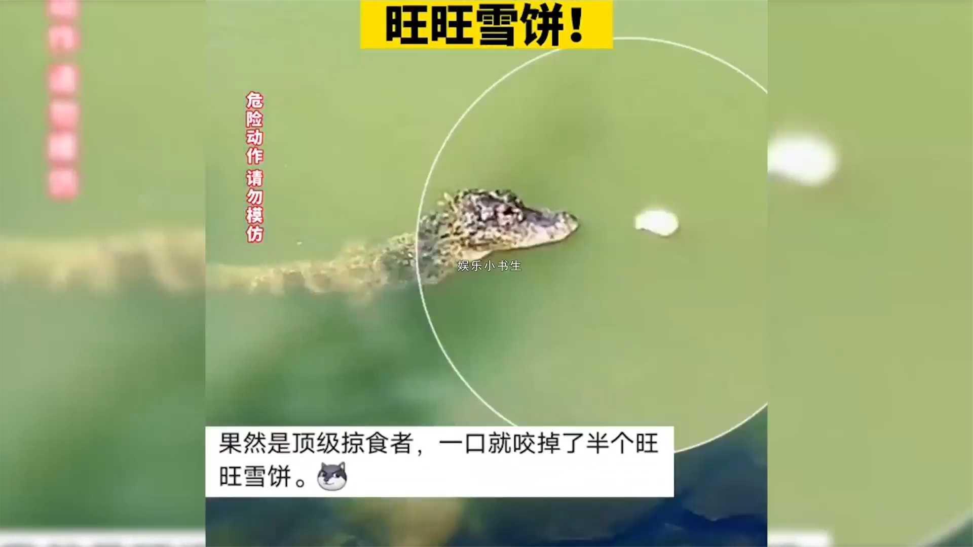 扬子鳄到底有多废?一口半块旺旺雪饼,甚至可以和大鹅一战!