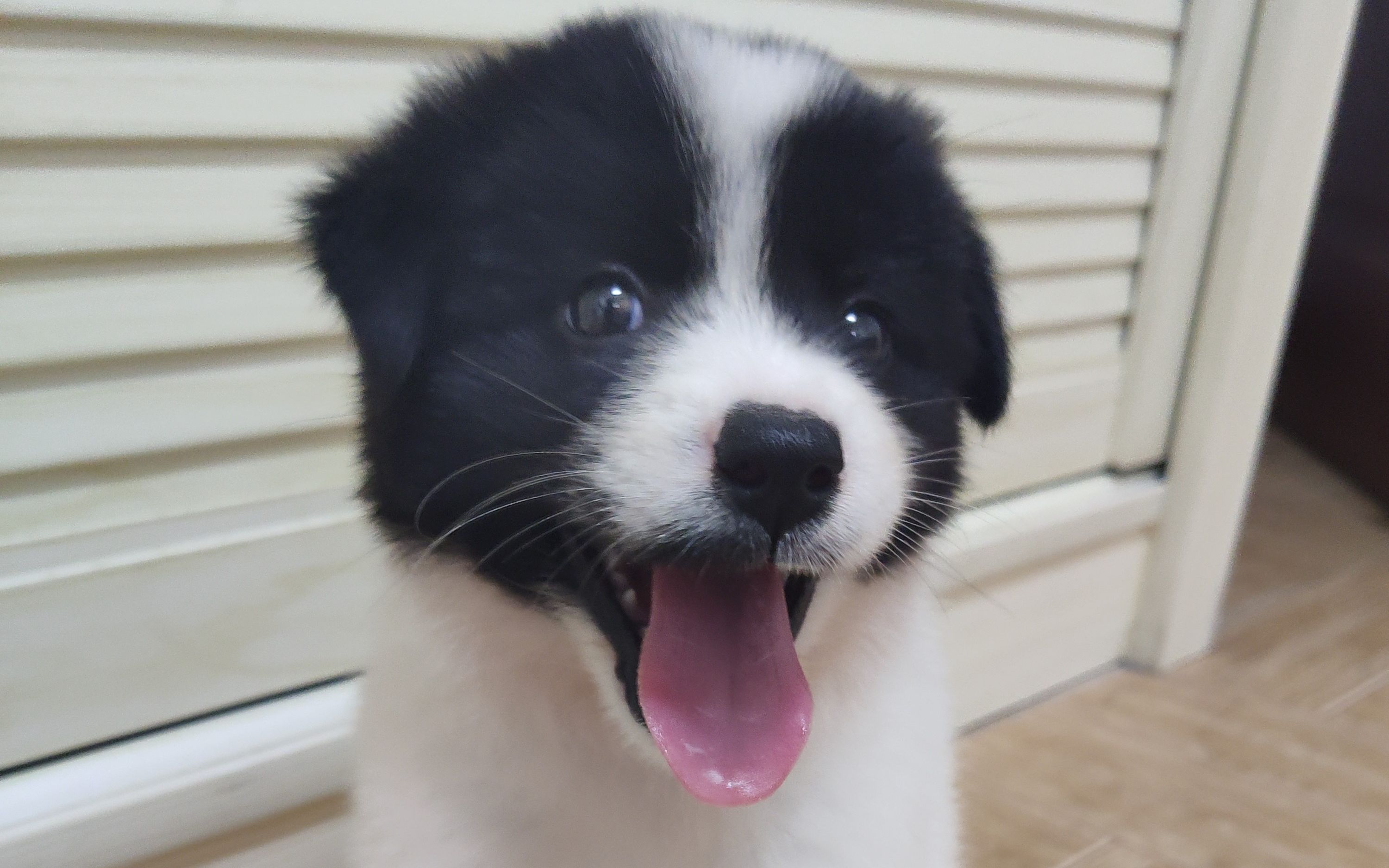 飞常调皮的仔~熊猫狗肥仔又来啦