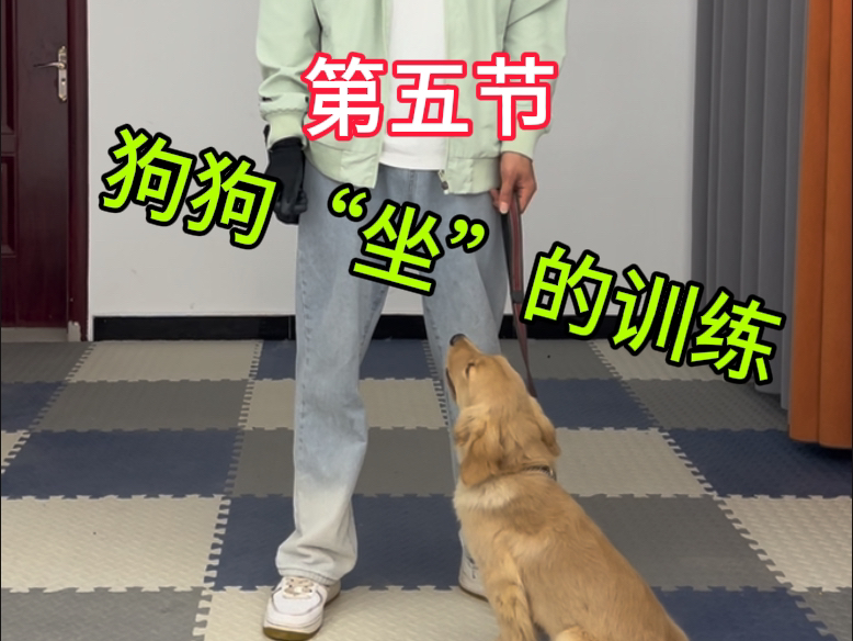 狗狗“坐”该怎样教哔哩哔哩bilibili