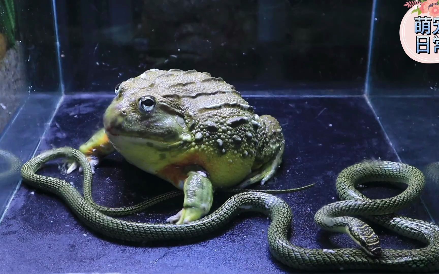 大牛蛙与蛇的战斗二回合,长虫起死回生,结果有何反转?