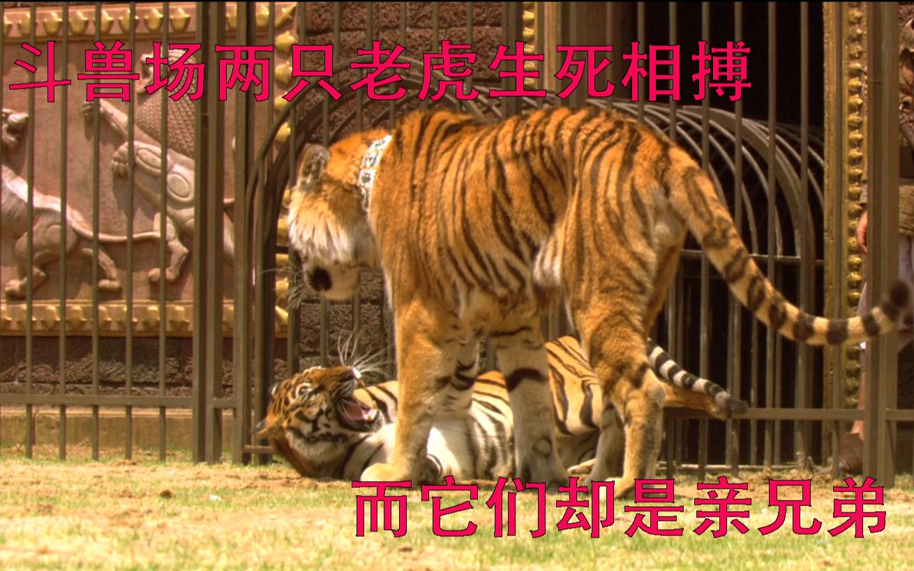 [图]斗兽场两只老虎生死搏斗，当它们认出是兄弟，结果亮了