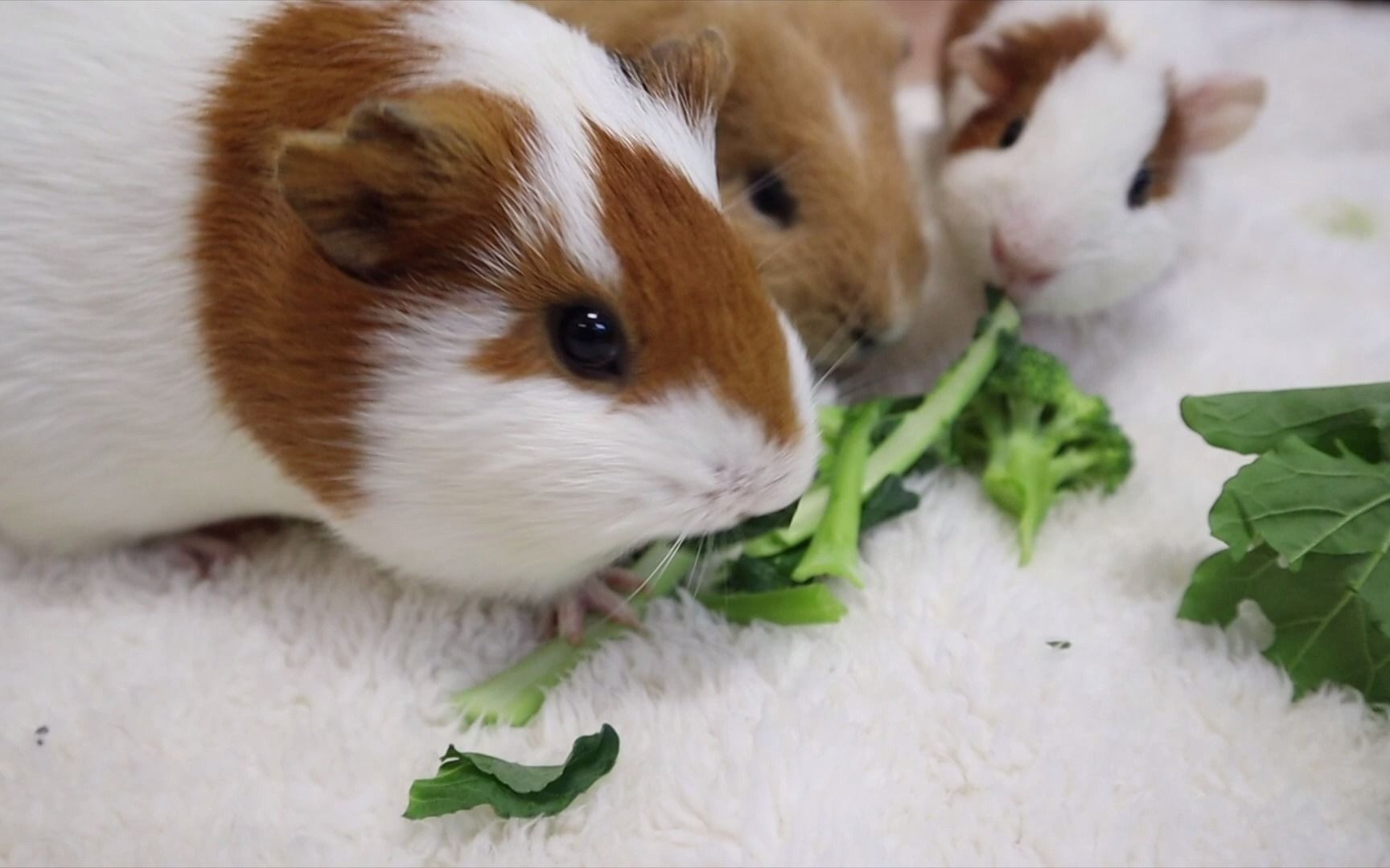 豚鼠宝宝们的不同叫声