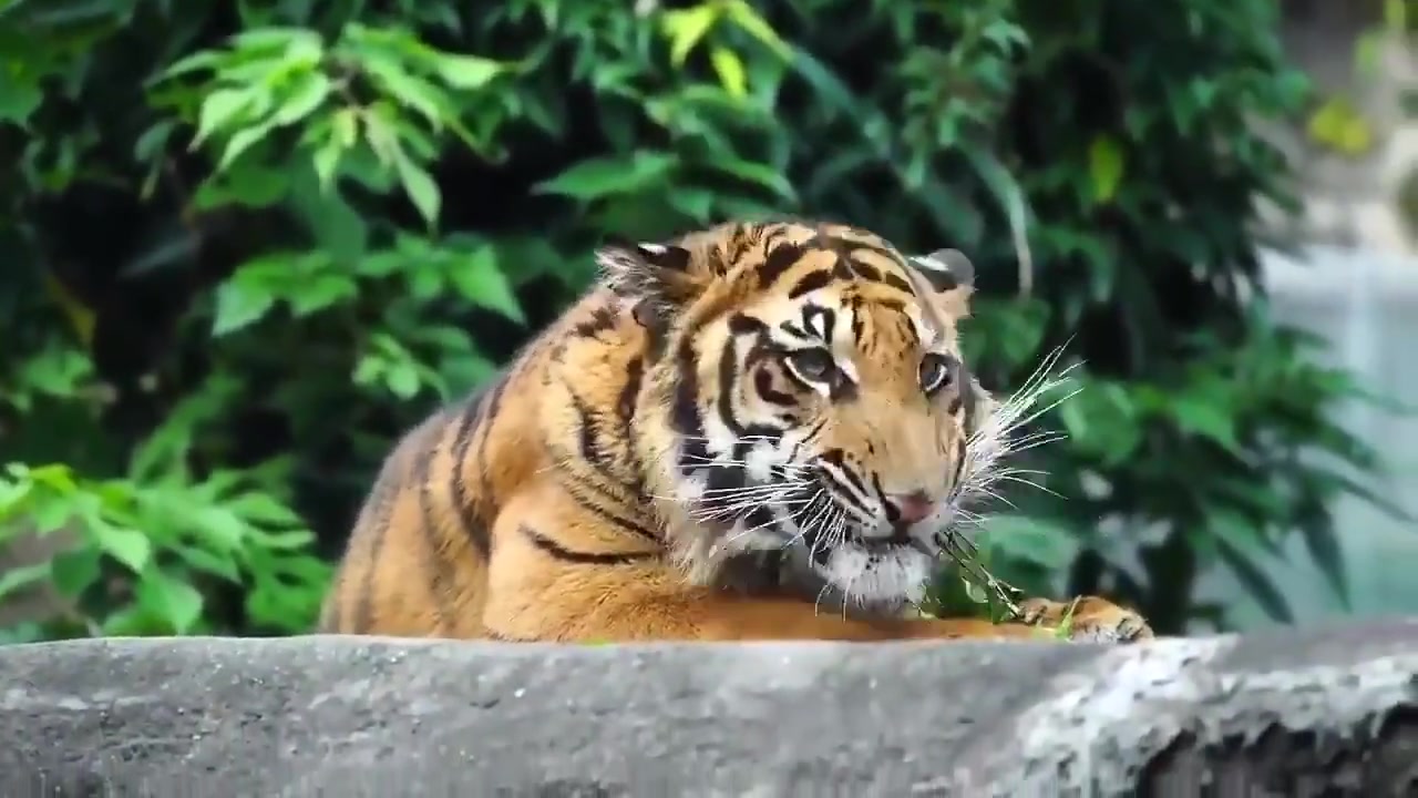 心有猛虎细嗅小树枝大橘猫吃猫草的样子太可爱了吧