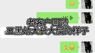 中华田园犬之五黑犬, 我国本土犬种五黑犬,它全身上下除了牙齿是白的,其他都是纯黑无杂毛,连舌头都黑,形态匀称,四肢修长,俗称镇宅避邪神犬....