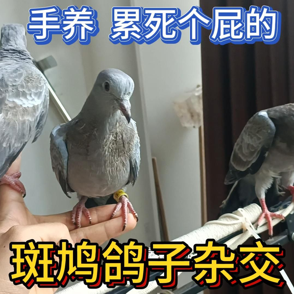 鴿子68 乳酪小子”配俩雌直子♂ - 58金鸽