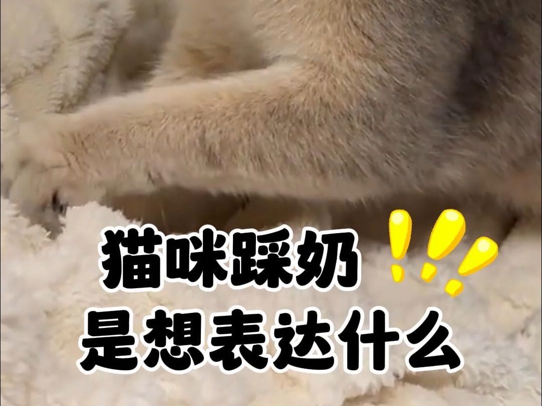 猫咪踩奶表达的意思