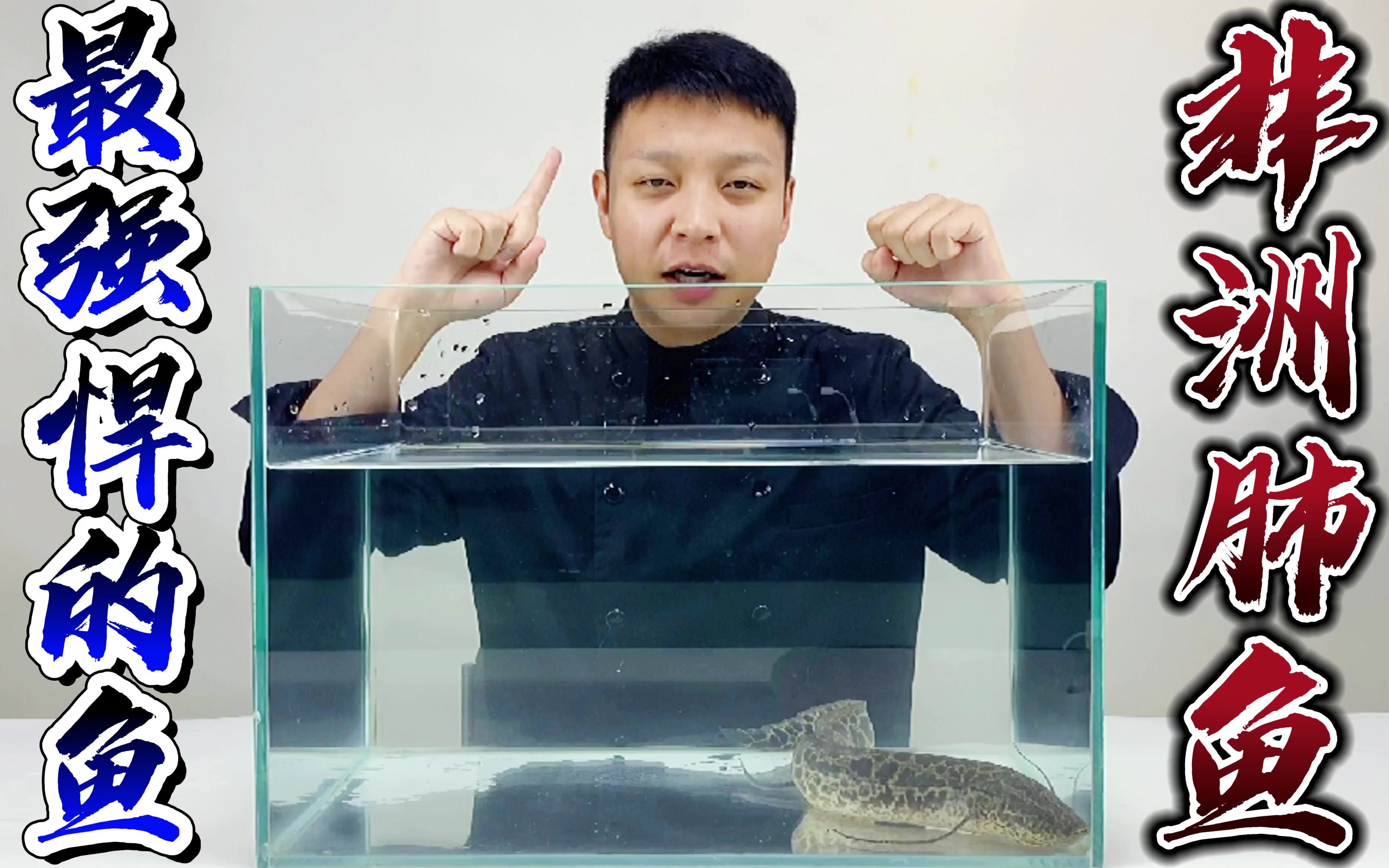 非洲肺鱼!被当成砖砌到墙里面4年啥事没有?那咱们一个月以后拭目以待!