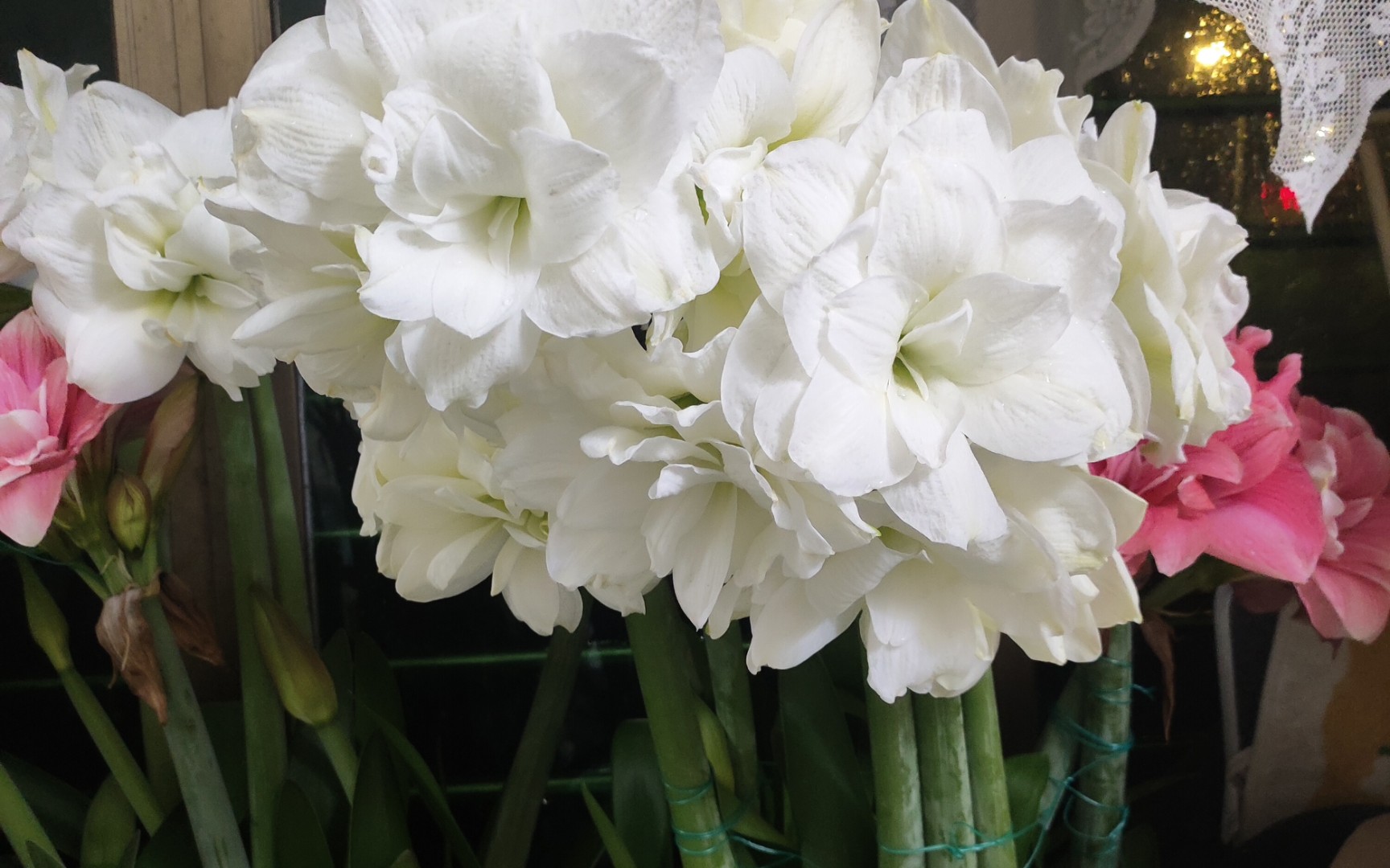 朱顶红 阿芙蕾开成大花球了呀~棒棒我的朱朱