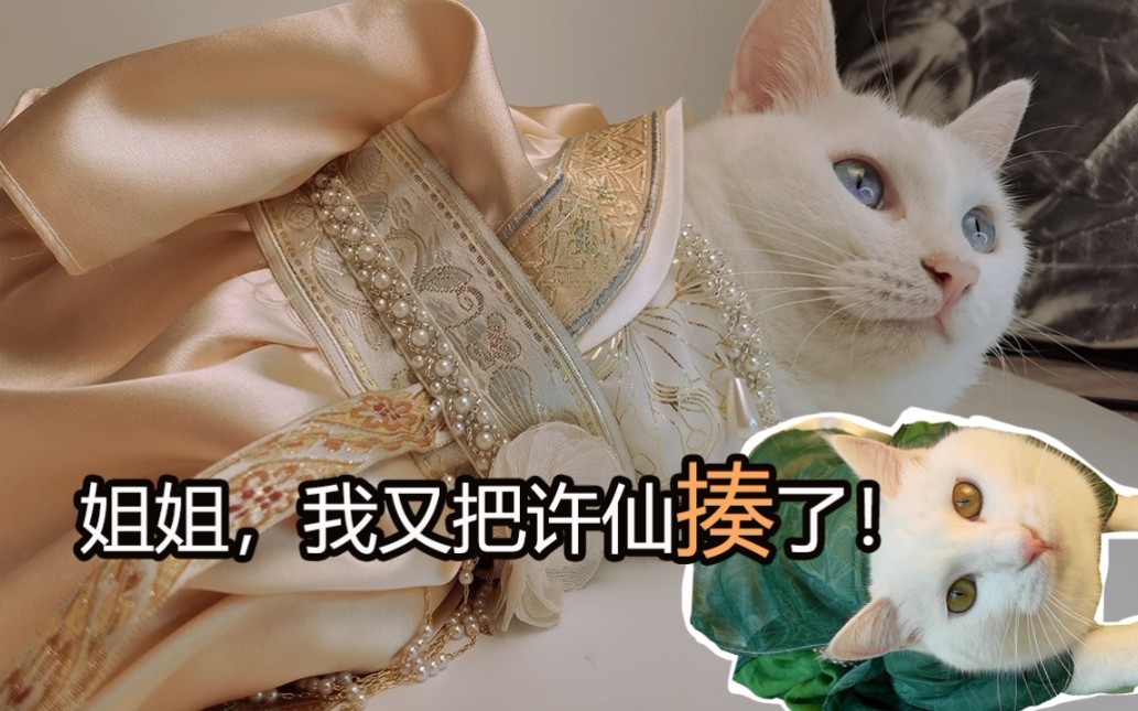 [图]up主给猫做古风汉服，古装cos青蛇白蛇，我素贞不要许仙要小青！