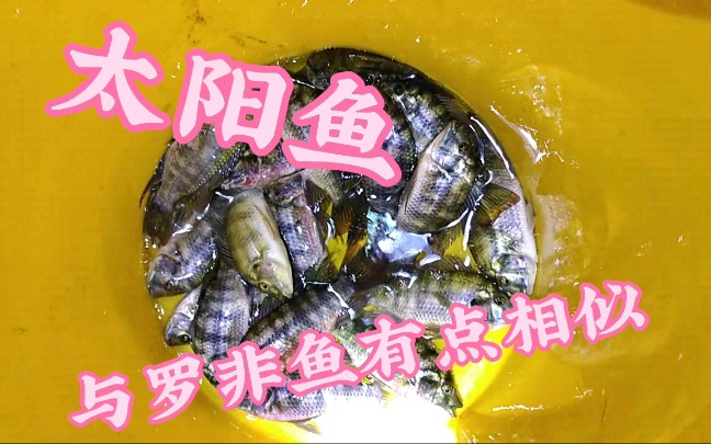 太陽魚與羅非魚有點相似看看小陶今晚的收穫