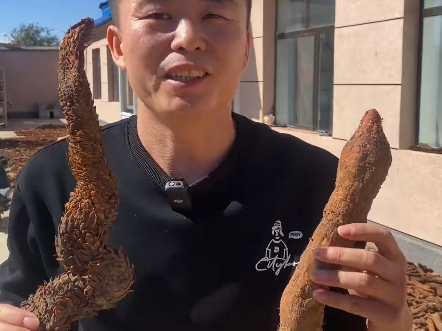 肉苁蓉和锁阳的区别!