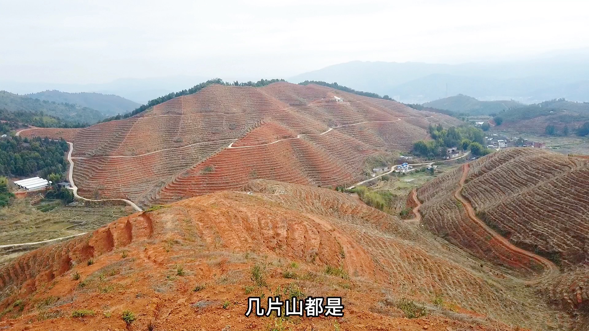 实拍千亩茶山,这茶山老板就是牛,农村的土豪!哔哩哔哩bilibili