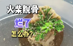 下载视频: 谁能告诉我，这颗火柴还有救吗？