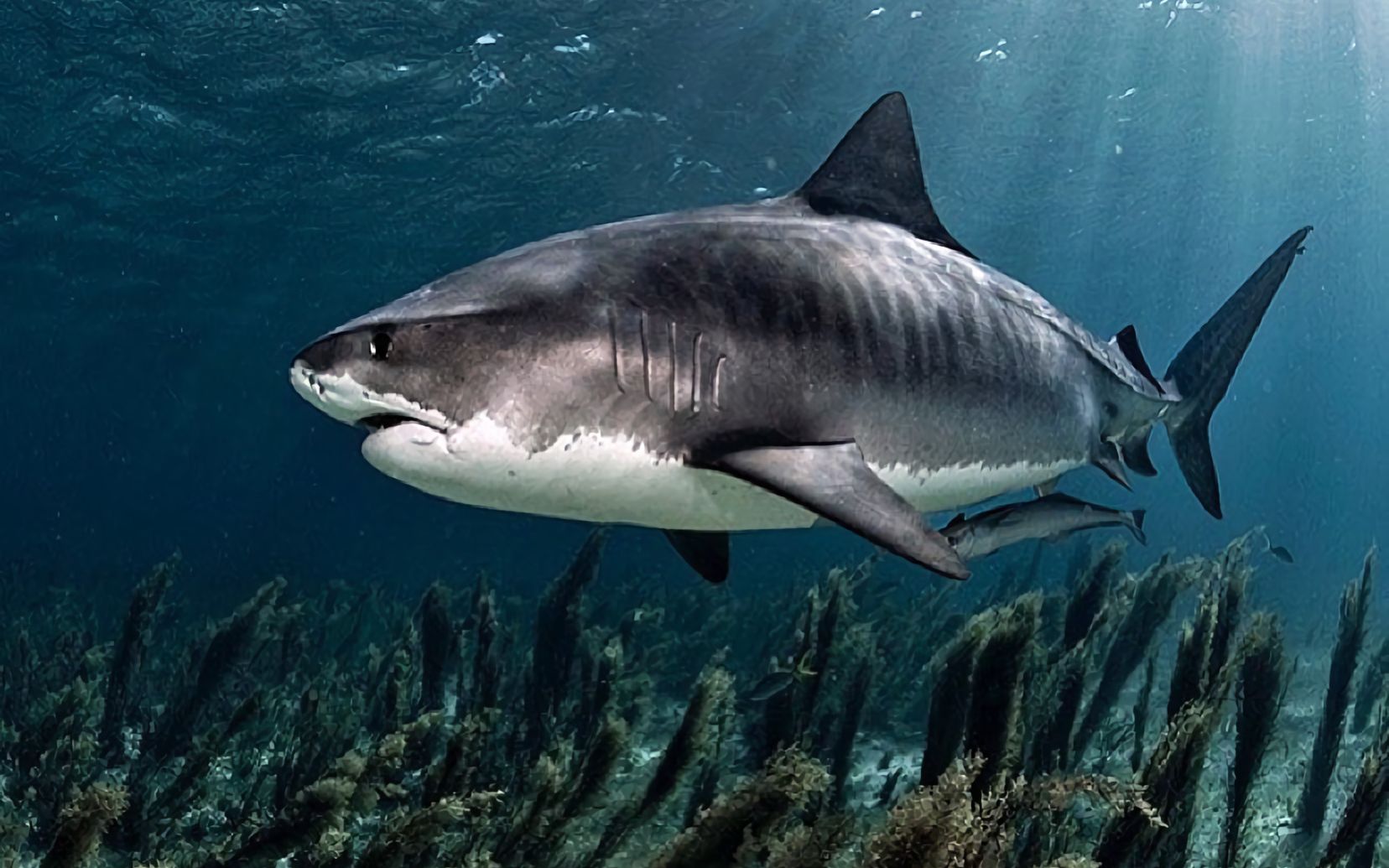 泰坦鳞鲀攻击巨型鼬鲨