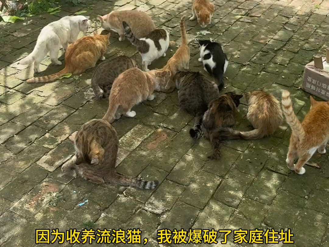 因为收养流浪猫被找到家庭住址,被道德绑架后收养了他的猫 #流浪猫救助 #萌宠出道计划 #关注流浪动物 #我和流浪猫的故事 #可爱到爆炸💥-想 ...