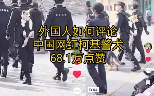 TikTok中国网红柯基警犬火了，452.2万播放量