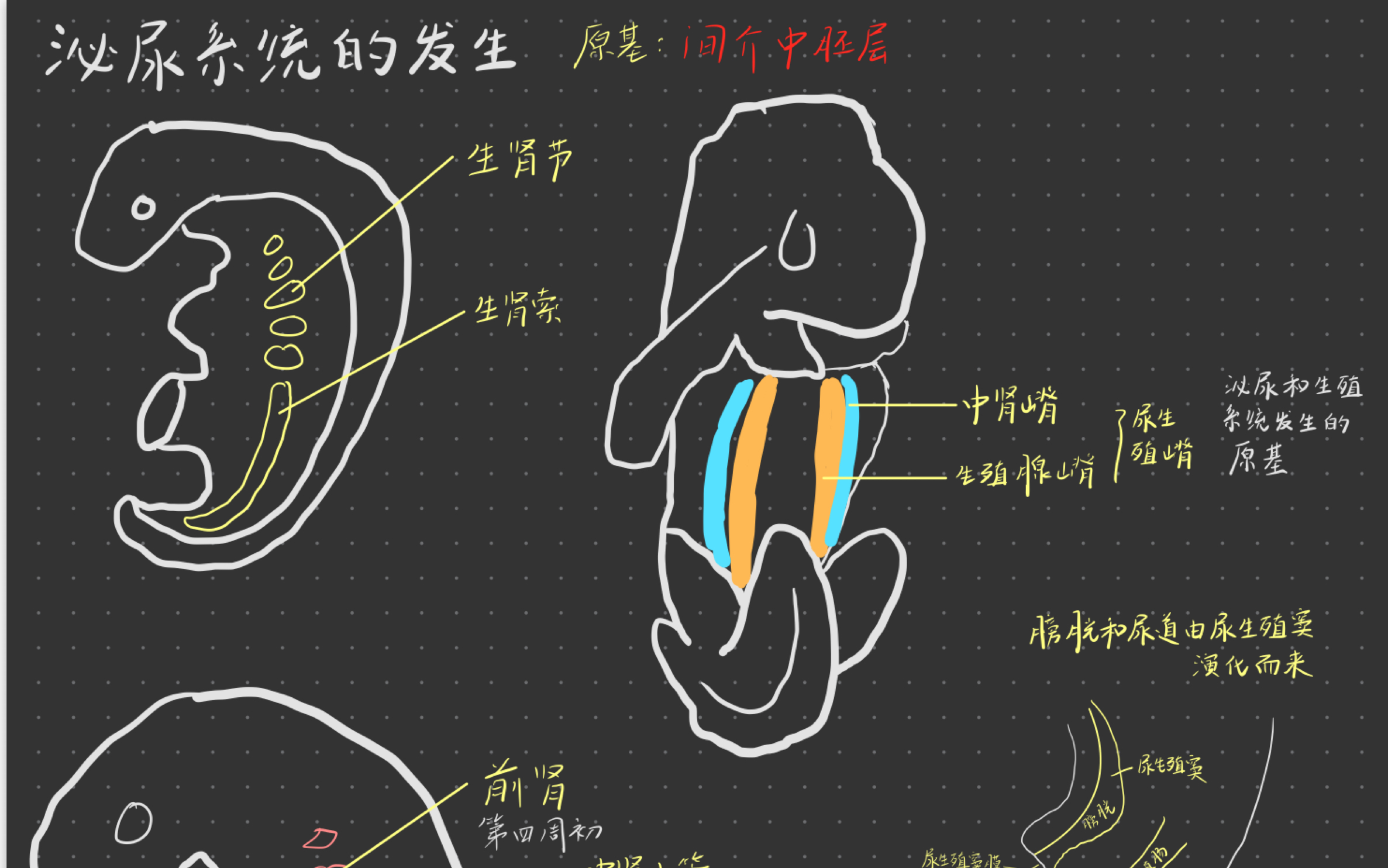 [图]手绘还原胚胎学~4~泌尿和生殖系统的发生