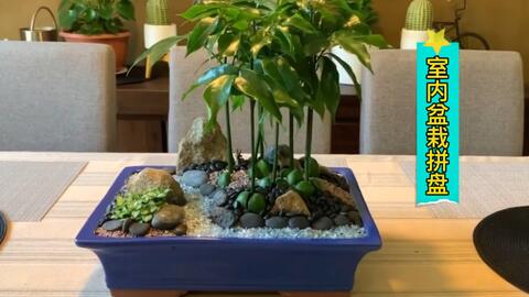 开心豆盆栽 室内就能养好的绿植盆栽 哔哩哔哩 开心豆盆栽 室内就能养好的绿植盆栽 哔哩哔哩