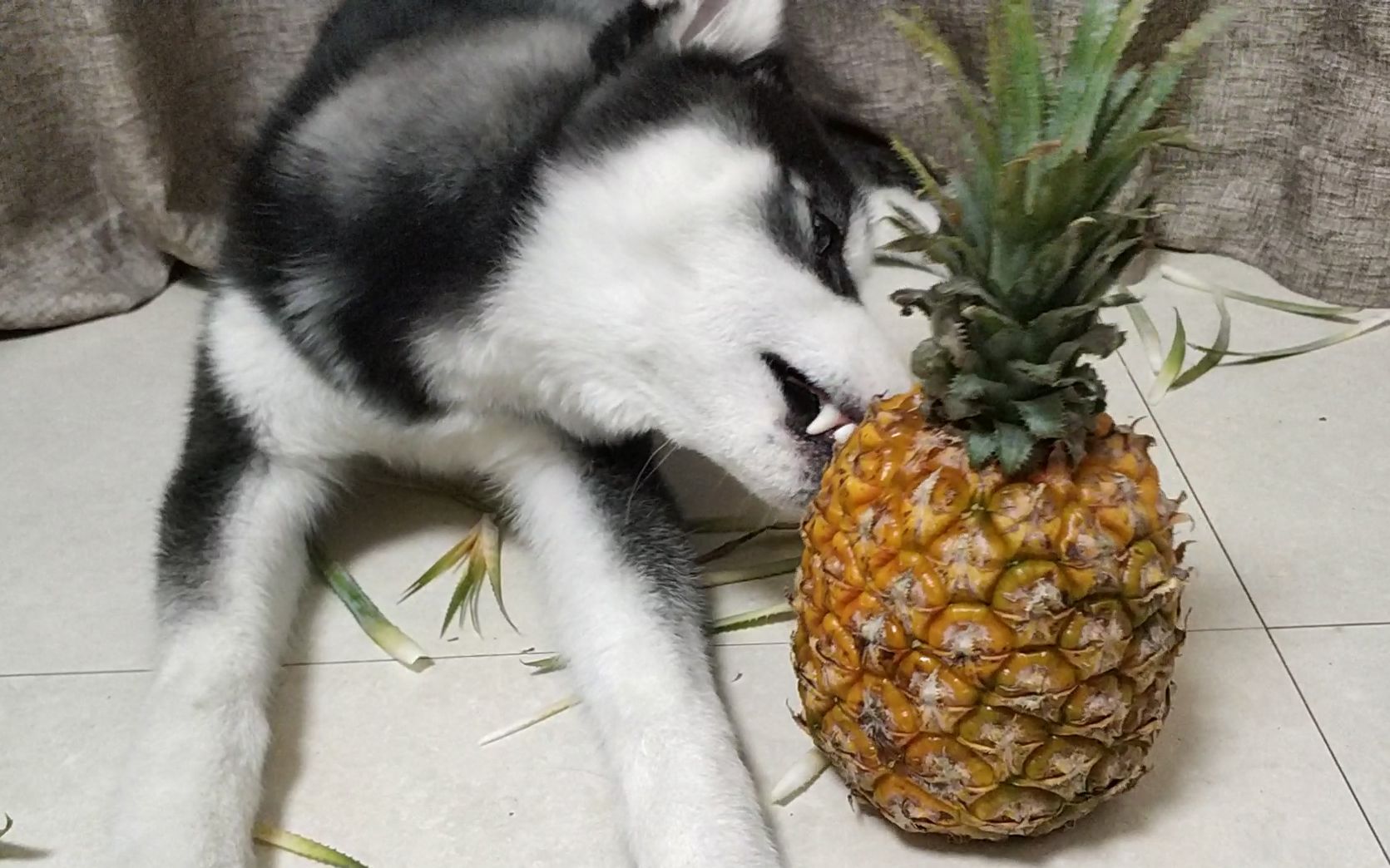 哈士奇挑战吃菠萝,这货太狠了,菠萝皮和叶子一起吃