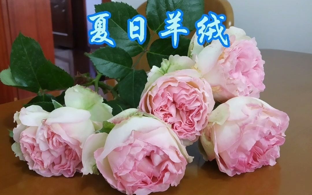 送您一束手捧花——夏日羊绒月季_哔哩哔哩 (゜-゜)つロ 干杯~-bili