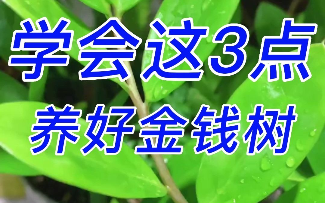 学会这3点,养好金钱树哔哩哔哩bilibili