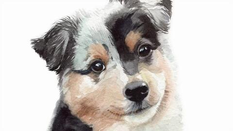 水彩 澳大利亚牧羊犬宝宝 快速 Youtube搬运 哔哩哔哩 Bilibili 水彩 澳大利亚牧羊犬宝宝 快速 Youtube搬运 哔哩哔哩 Bilibili