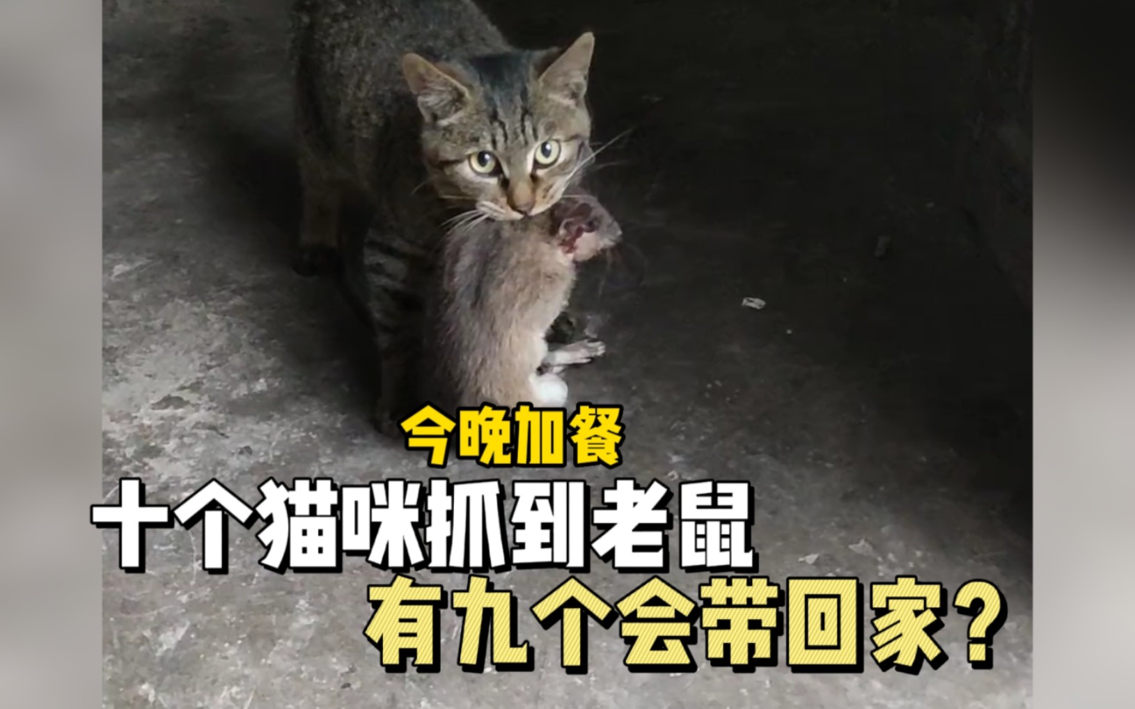 十只猫咪抓到老鼠,有九只都会带回家?哔哩哔哩bilibili