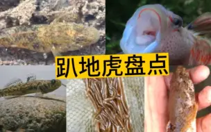 Tải video: 盘点常见的「趴地虎鱼」