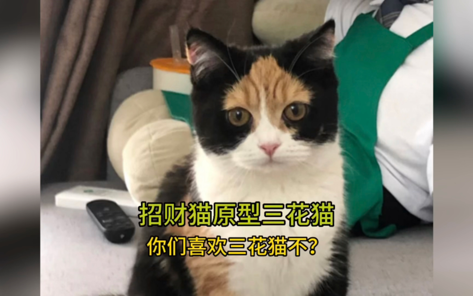 三花猫是招财猫原型,你们喜欢三花猫不?