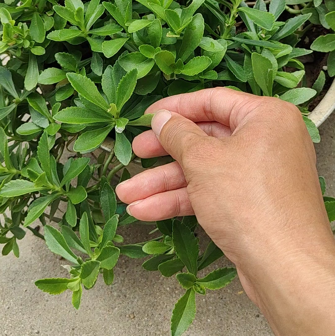 消肿止痒的三七,蚊虫叮咬也能治