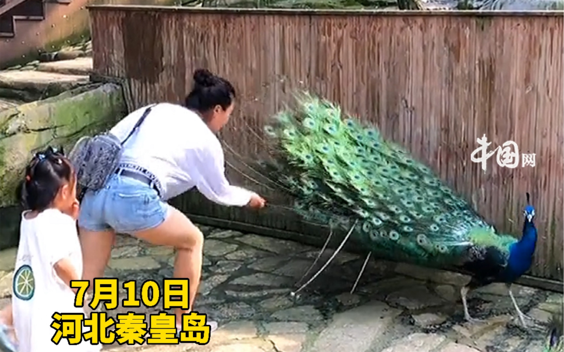 [图]7月10日，河北秦皇岛。太气人！女子景区内为哄娃硬拽下孔雀一根羽毛，孔雀明显受到惊吓。你怎么看？