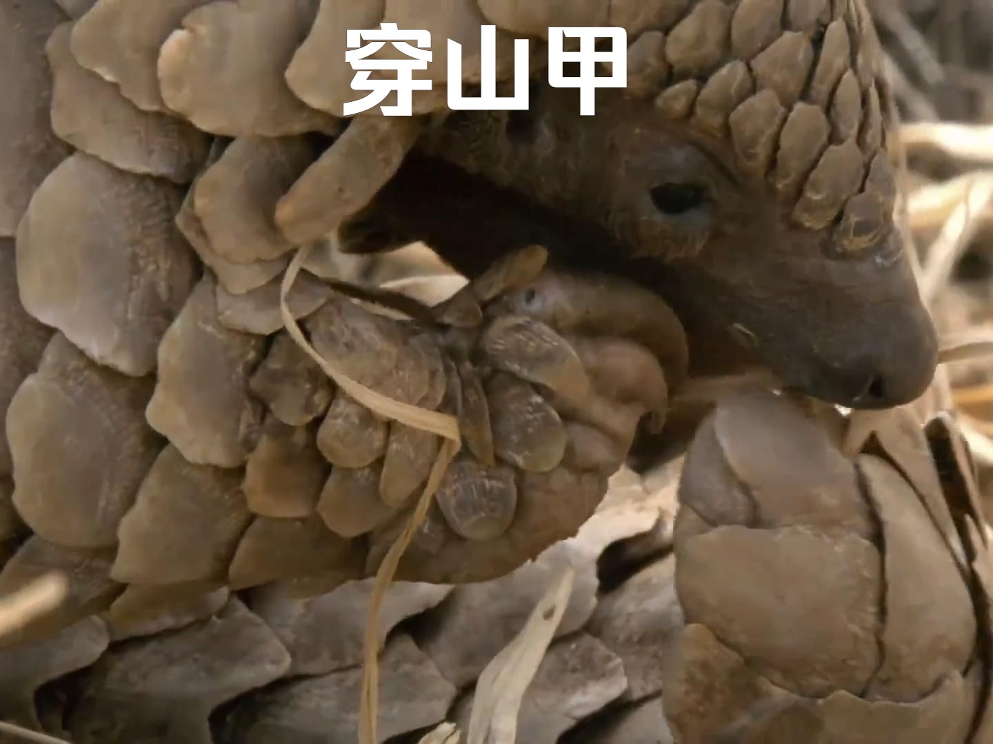 不仅满身铠甲而且还有70厘米长舌头《穿山甲》