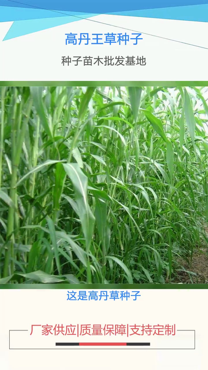 高丹王草种子基地
