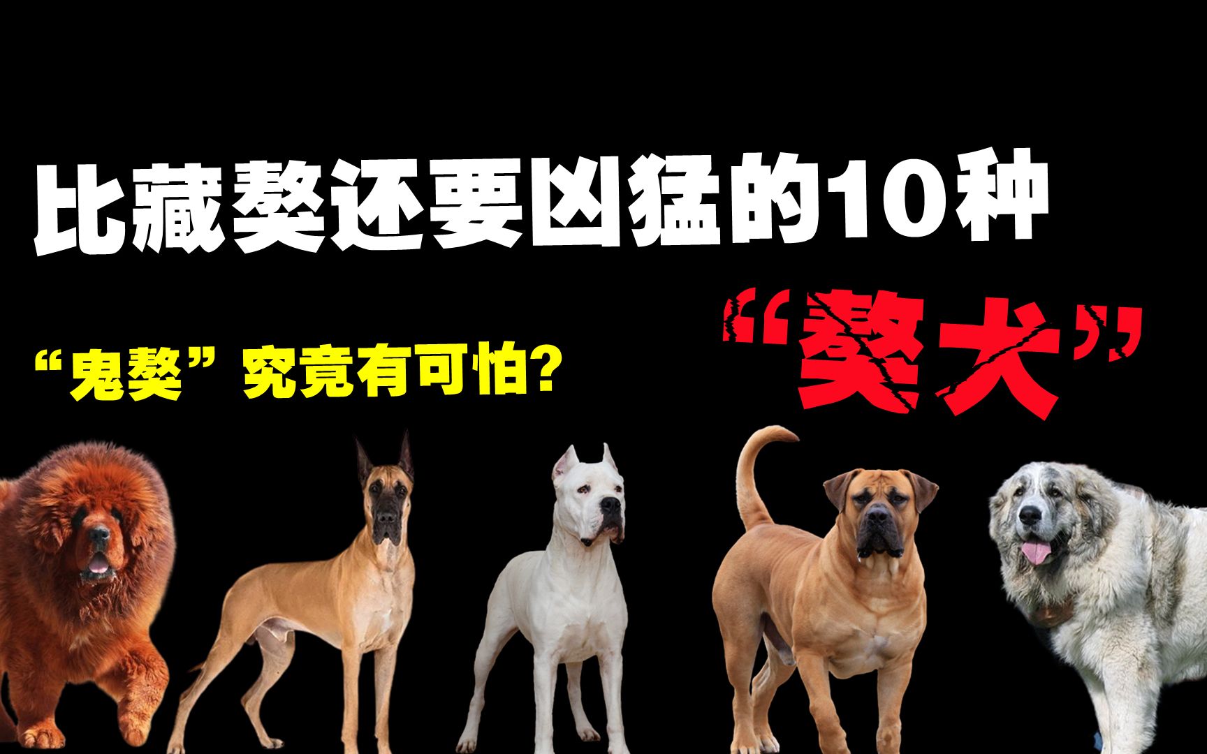 比藏獒还要凶猛的10种大型獒犬,你听说过“鬼獒”吗?哔哩哔哩bilibili