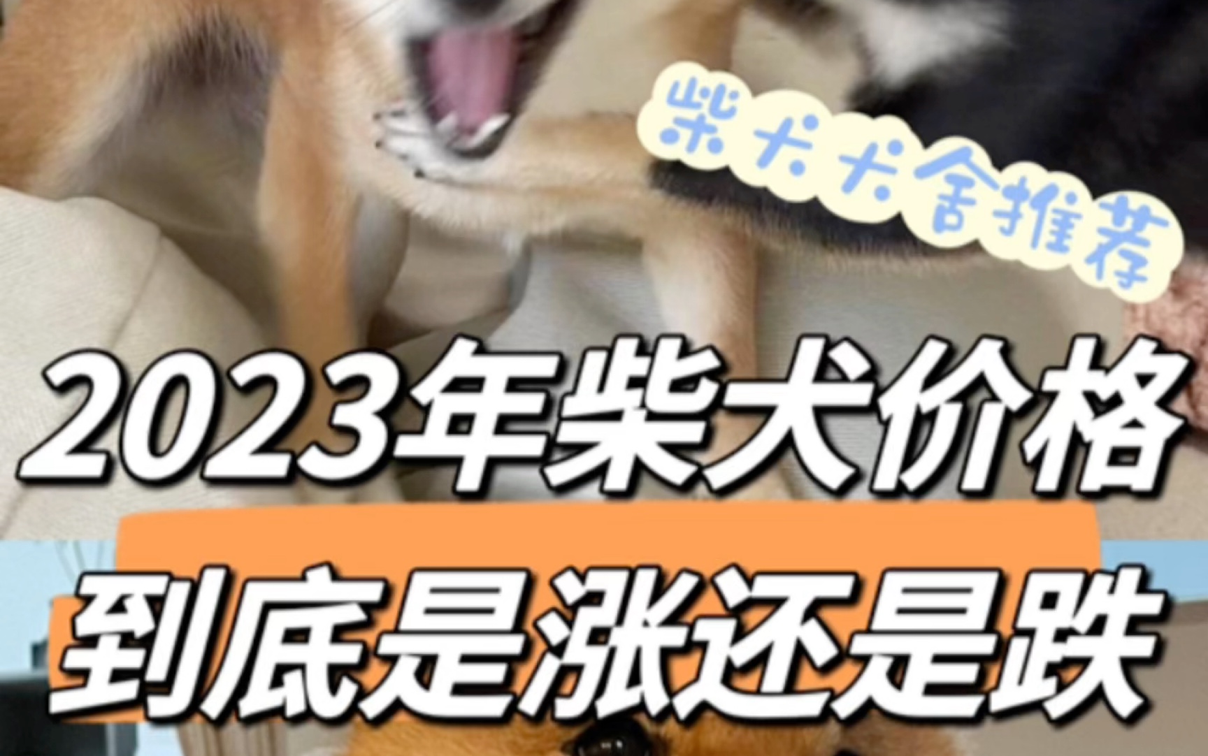 [图]2023年柴犬价格，到底是涨还是跌？