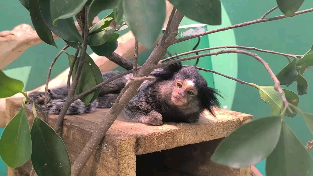 黑羽狨猴样子真的好萌#黑羽狨猴