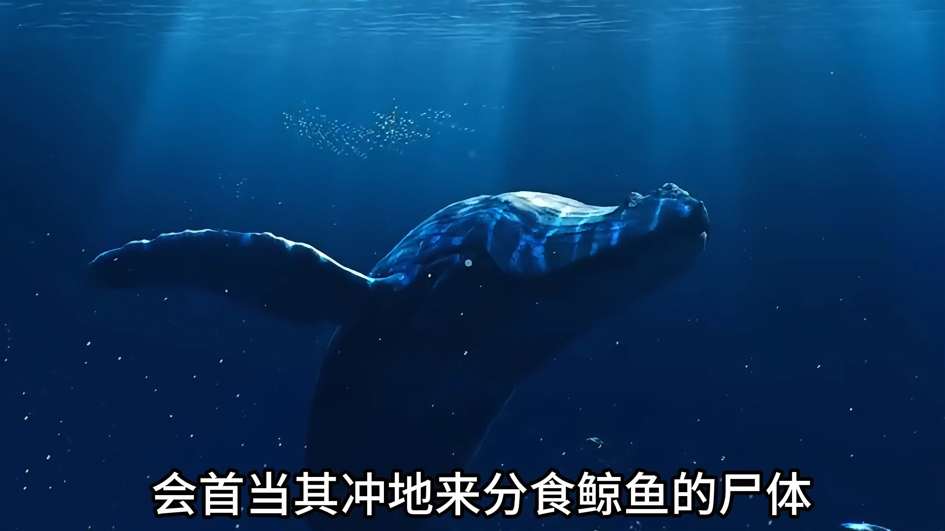 一鲸落,万物生