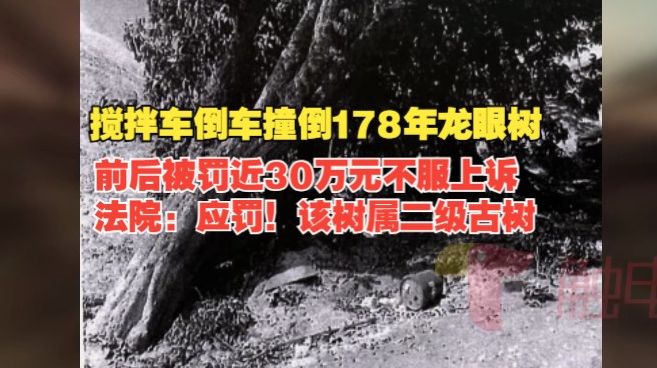 搅拌车倒车撞倒178年龙眼树,前后被罚近30万元不服上诉,法院:应罚!该树属二级古树哔哩哔哩bilibili