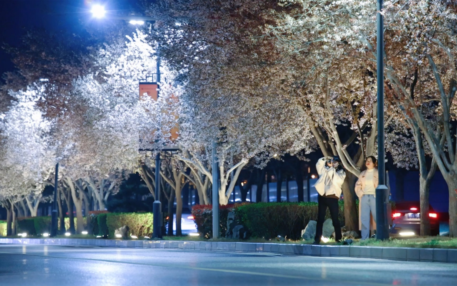 和我去迎宾路看一场樱花吧 郑州最美"樱花大道"