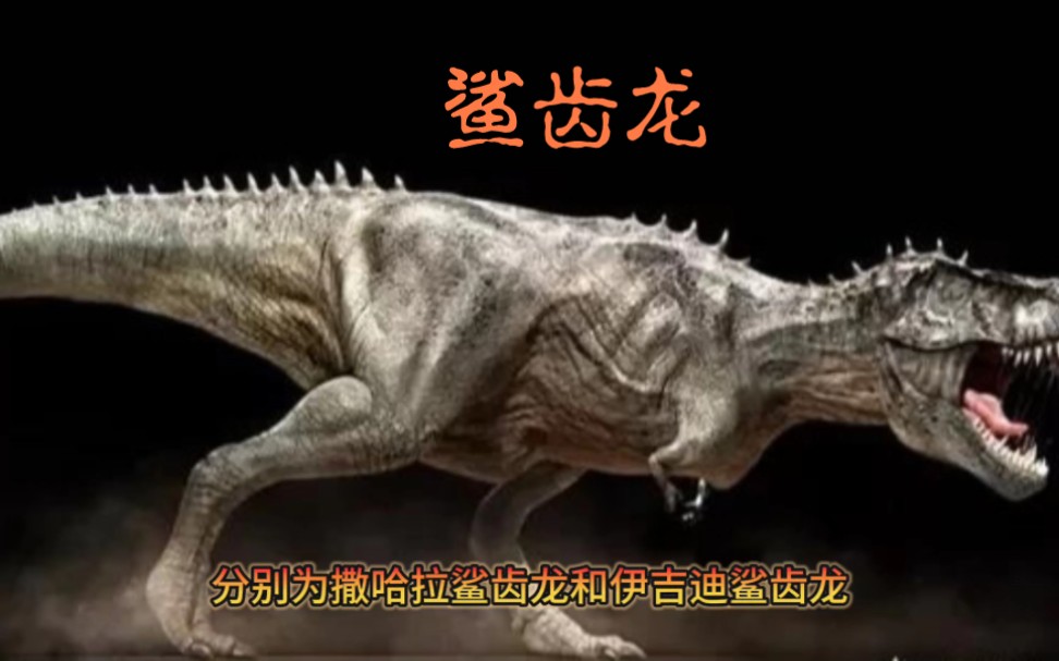 [远古的霸主-恐龙]鲨齿龙