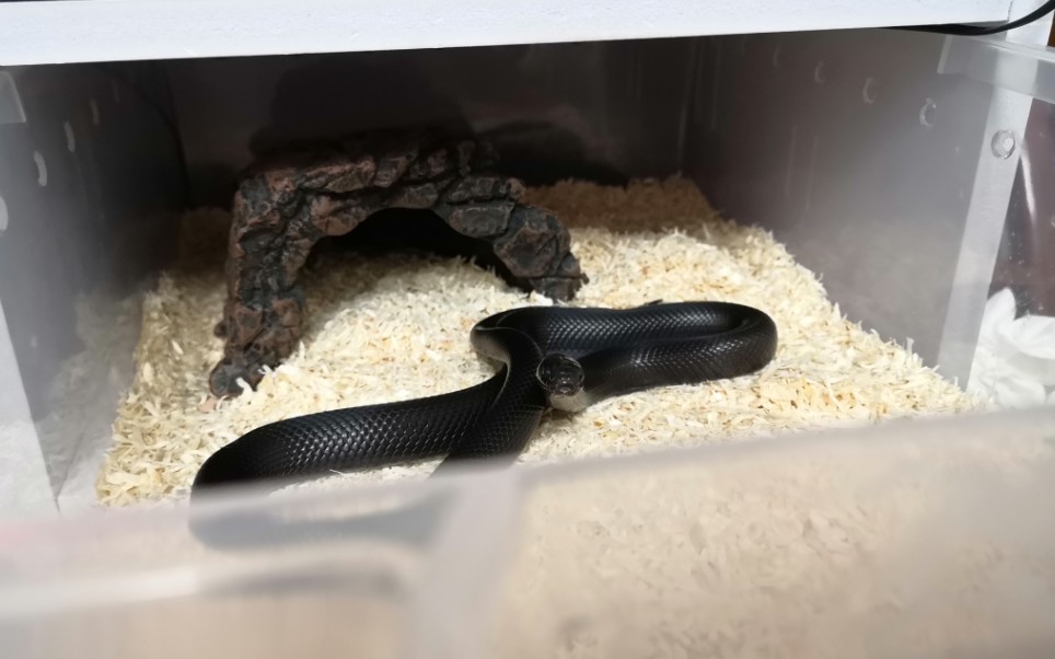 【黑王蛇】欧西里斯的腰不是腰,是大漠的弯刀_哔哩哔哩_bilibili