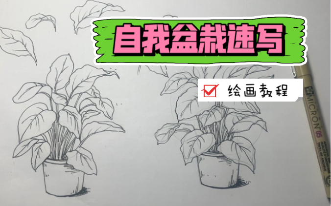 一学就会的植物盆栽速写教程哔哩哔哩bilibili